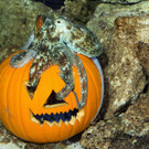 Halloween-Vergnügen für die Zootiere im Tiergarten Schönbrunn