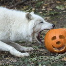 PA_Halloween2016_Wolf.jpg