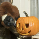 Halloween im Tiergarten Schönbrunn