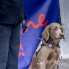 Oesterreichischer Nationalfeiertag 2016 - Wien - 26_10_2016-198.JPG