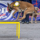 Oesterreichischer Nationalfeiertag 2016 - Wien - 26_10_2016-201.JPG