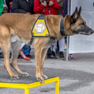 Oesterreichischer Nationalfeiertag 2016 - Wien - 26_10_2016-202.JPG