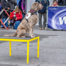 Oesterreichischer Nationalfeiertag 2016 - Wien - 26_10_2016-204.JPG