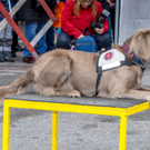 Oesterreichischer Nationalfeiertag 2016 - Wien - 26_10_2016-205.JPG