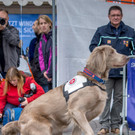 Oesterreichischer Nationalfeiertag 2016 - Wien - 26_10_2016-206.JPG