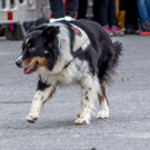 Oesterreichischer Nationalfeiertag 2016 - Wien - 26_10_2016-207.JPG