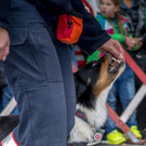 Oesterreichischer Nationalfeiertag 2016 - Wien - 26_10_2016-208.JPG