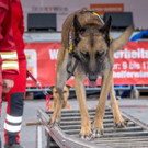 Oesterreichischer Nationalfeiertag 2016 - Wien - 26_10_2016-209.JPG