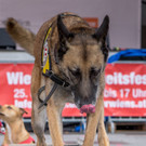 Oesterreichischer Nationalfeiertag 2016 - Wien - 26_10_2016-210.JPG