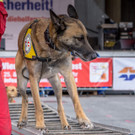 Oesterreichischer Nationalfeiertag 2016 - Wien - 26_10_2016-211.JPG