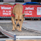 Oesterreichischer Nationalfeiertag 2016 - Wien - 26_10_2016-213.JPG