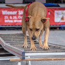 Oesterreichischer Nationalfeiertag 2016 - Wien - 26_10_2016-214.JPG