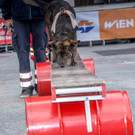 Oesterreichischer Nationalfeiertag 2016 - Wien - 26_10_2016-215.JPG
