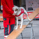 Oesterreichischer Nationalfeiertag 2016 - Wien - 26_10_2016-217.JPG