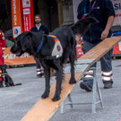 Oesterreichischer Nationalfeiertag 2016 - Wien - 26_10_2016-218.JPG