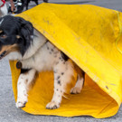 Oesterreichischer Nationalfeiertag 2016 - Wien - 26_10_2016-220.JPG