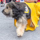 Oesterreichischer Nationalfeiertag 2016 - Wien - 26_10_2016-221.JPG