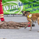 Oesterreichischer Nationalfeiertag 2016 - Wien - 26_10_2016-222.JPG