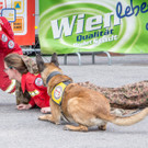 Oesterreichischer Nationalfeiertag 2016 - Wien - 26_10_2016-223.JPG