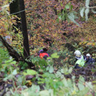 IMG_1610.JPG