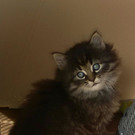 Katzenbabys
