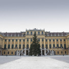 Weihnachtsmarkt Schönbrunn: Fotos vom Transport