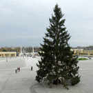 Bilder der Tiroler Fichte