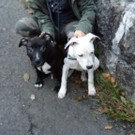 American Staffordshire Welpen 