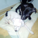 IMG-20161013-WA0009.jpg