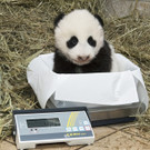 Die neu benannten Panda-Zwillinge im Tiergarten Schönbrunn: Fu Feng (Mädchen) und Fu Ban (Bub)