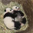 Pandas_TGS_Zupanc_05.jpg