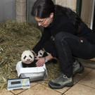 Pandas_TGS_Zupanc_15.jpg