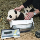 Pandas_TGS_Zupanc_16_Ausschnitt.jpg