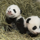 Pandas_TGS_Zupanc_23.jpg