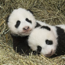 Pandas_TGS_Zupanc_26.jpg