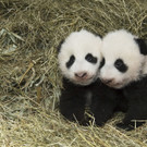 Pandas_TGS_Zupanc_31.jpg