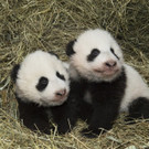 Pandas_TGS_Zupanc_36.jpg