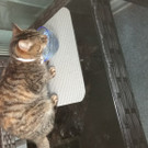 Katze zugelaufen