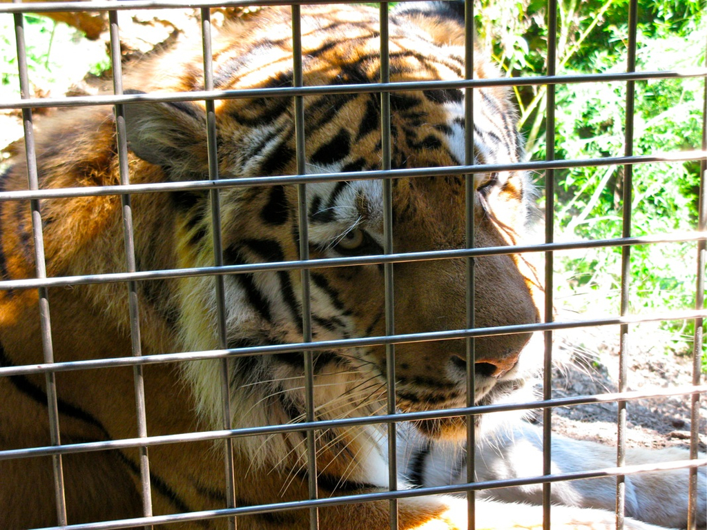 BK_z__richzoo 41_jpg-1277759819