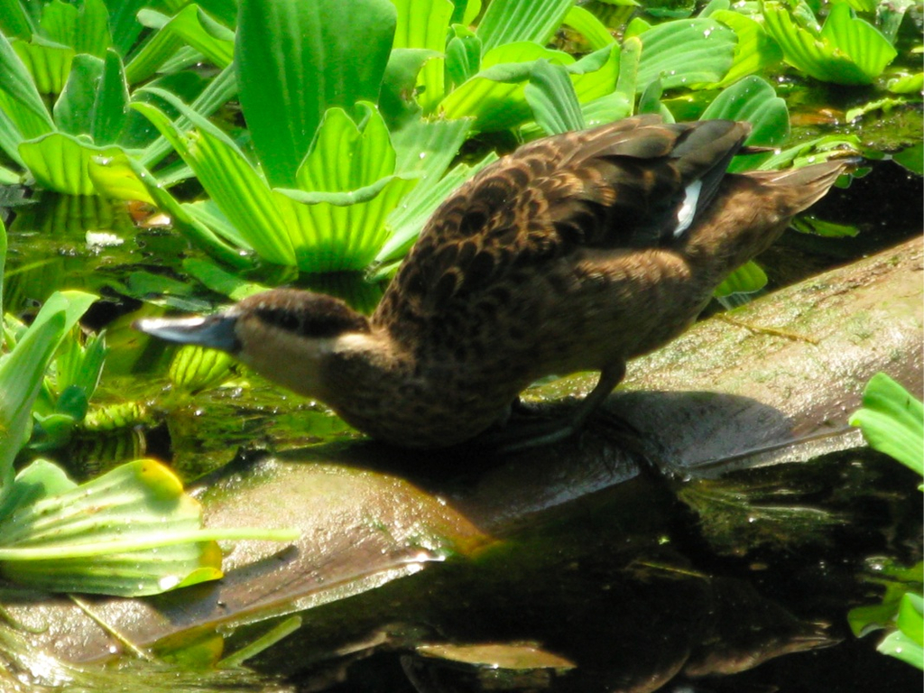 BK_z__richzoo 46_jpg-1277759834