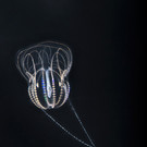 Meerwalnüsse im Tiergarten Schönbrunn