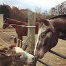 Bilder von Esel Angus