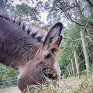 Esel-Angus8.jpg