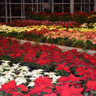 DSC_0012.JPG
