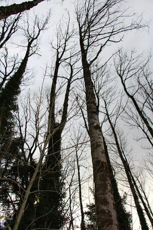 IMG_7018.JPG