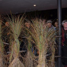 Weihnachtsl__dele Mitanander Traube Braz 2016 _19_.jpg