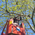Kleine Kinder werden groß - Schnullerbaum 
