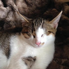 Kater Oscar