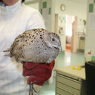 Fasan mit Schnabelklemme gerettet 