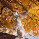 Wall-Hase1.jpg